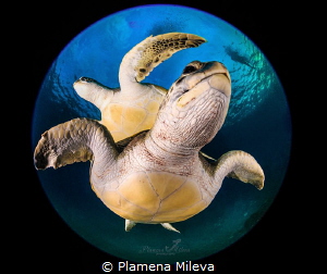 Turtle's planet by Plamena Mileva 